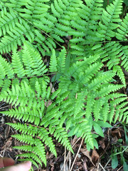 Pteridium aquilinum image