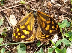 Heteronympha paradelpha