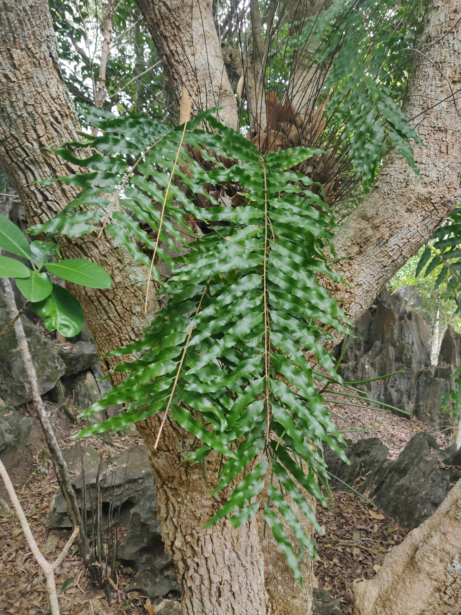 Imagem de Goniophlebium subauriculatum