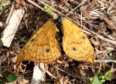 Heteronympha paradelpha