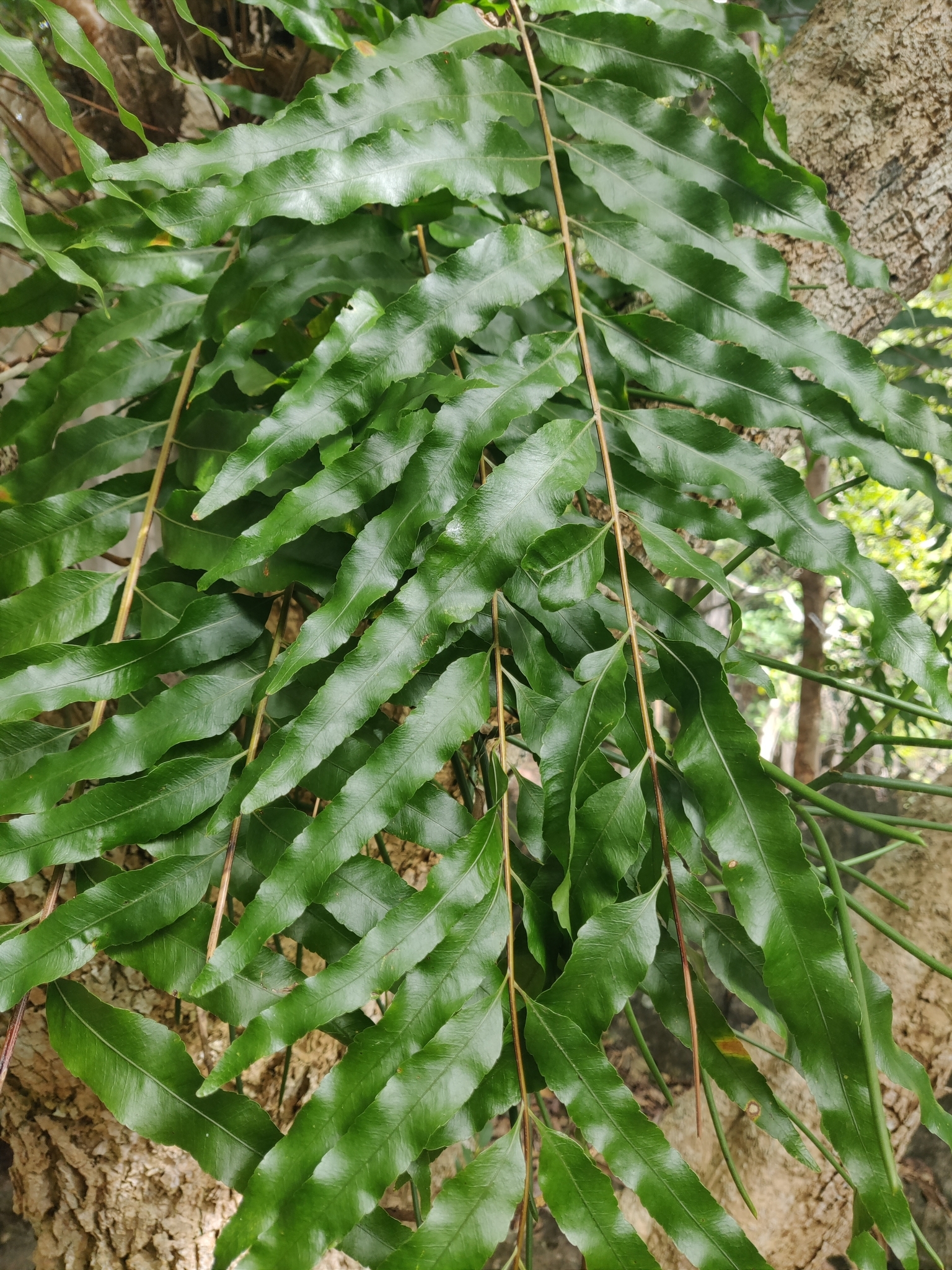 Imagem de Goniophlebium subauriculatum