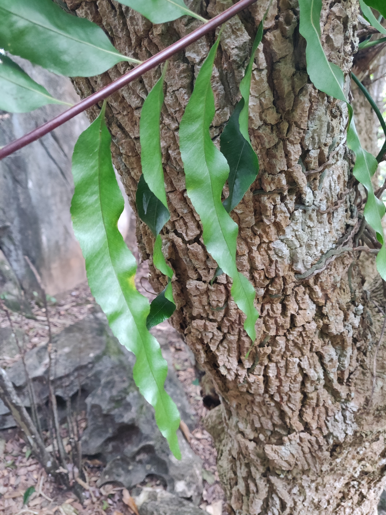 Imagem de Goniophlebium subauriculatum