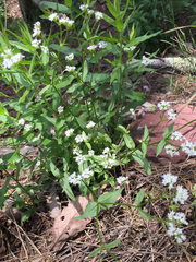 Valerianella