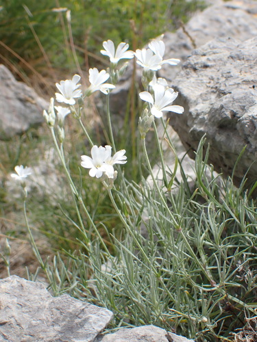Cerastium grandiflorum (Cerastium grandiflorum)
