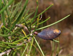 Hakea microcarpa