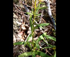 Xerochrysum bracteatum