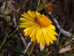 Xerochrysum bracteatum