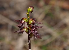 Genoplesium morrisii