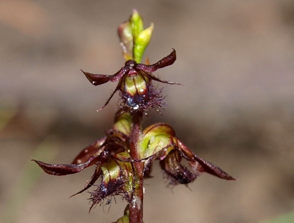 Bearded midge-orchid