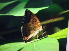 Euthalia monina monina