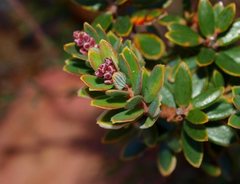 Acrothamnus hookeri