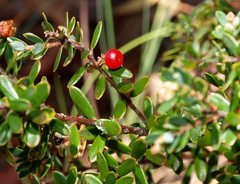 Acrothamnus hookeri