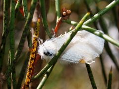 Euproctis melanosoma