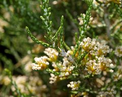Ozothamnus hookeri
