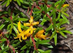 Persoonia chamaepeuce