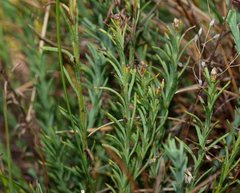 Rhodanthe anthemoides