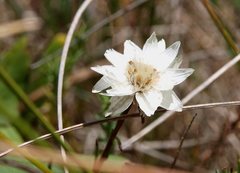 Rhodanthe anthemoides