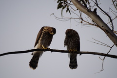 Accipiter cooperii