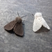 Muslin Moth - Photo (c) olivje, some rights reserved (CC BY-NC)