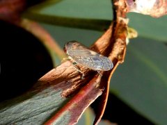 Neotartessus flavipes