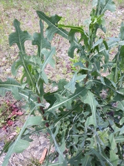 Lactuca serriola
