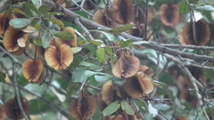 Combretum hereroense