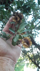 Combretum hereroense