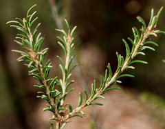 Melaleuca parvistaminea