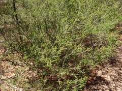 Melaleuca parvistaminea