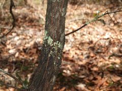 Melaleuca parvistaminea