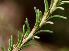 Melaleuca parvistaminea