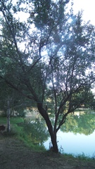 Combretum hereroense