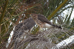 Accipiter cooperii
