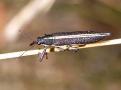 Rhinotia suturalis