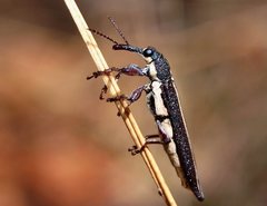 Rhinotia suturalis