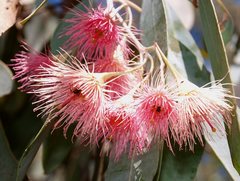 Eucalyptus tricarpa