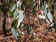 Eucalyptus tricarpa