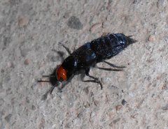 Creophilus erythrocephalus