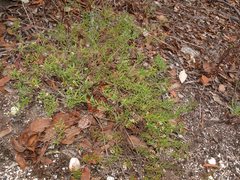 Platysace ericoides