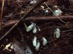 Monotropastrum humile