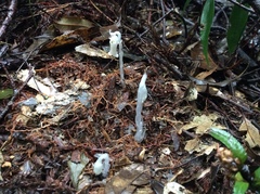 Monotropastrum humile