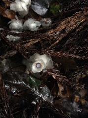 Monotropastrum humile