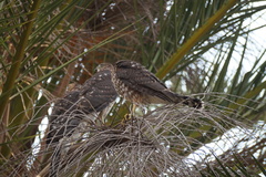 Accipiter cooperii