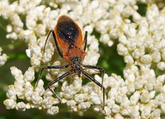 Gminatus australis