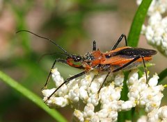 Gminatus australis