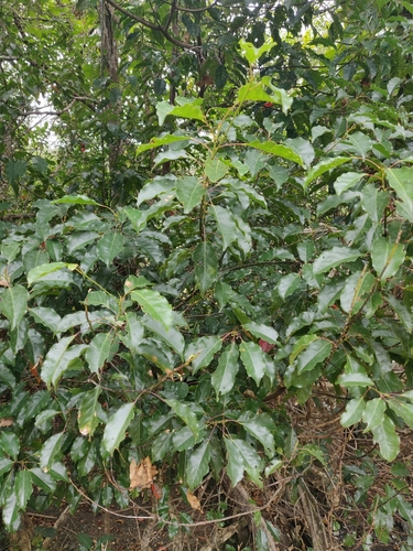 Elaeocarpus rotundifolius observed 2024-06-22