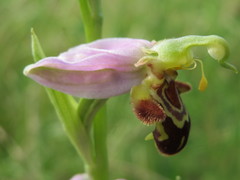 Ophrys apifera