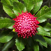 Gibraltar Range Waratah - Photo (c) Liana, some rights reserved (CC BY-NC), uploaded by Liana