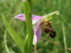 Ophrys apifera