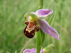 Ophrys apifera